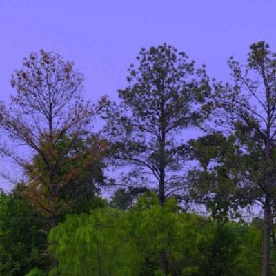 LF反恐精英之穷途末路